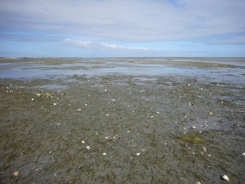 Low tide